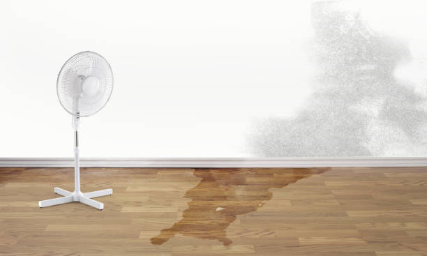 Best Mold removal after water damage  in Louisville, OH
